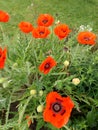 Group of red poppies in full flower.