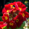 Group of red Primroses flowering in the spring sunshine Royalty Free Stock Photo