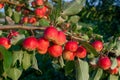 A group of red ripe delicious apples on a branch, close-up