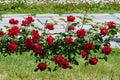 Group of red roses in a garden in a sunny summer day Royalty Free Stock Photo