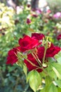 Group of red roses on a rosebush Royalty Free Stock Photo