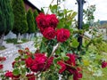 A group of red roses in the yard outside Royalty Free Stock Photo