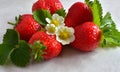 Group of Red Strawberries with its leaves and white flowers Royalty Free Stock Photo