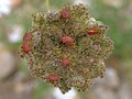 group of Red-striped bugs or minstrel bug, Graphosoma lineatum, on wild carrot plant, Daucus carota Royalty Free Stock Photo