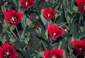 Group of red Tulip flowers with green foliage Royalty Free Stock Photo