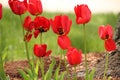 Group of red tulips, standing tall and proud, with open flapped open petal like door Royalty Free Stock Photo