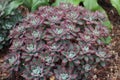A group of red and green Red Velvet Echeveria succulents in a rock garden