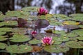 Group of red water lilies with green leaves