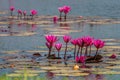 Group of Red water lilies at Nong Han marsh in Kumphawapi district, Udon Thani, Thailand Royalty Free Stock Photo