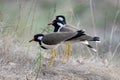 A group of red-wattled lapwings or Vanellus indicus seen at Jhalana Reserve in Rajasthan India Royalty Free Stock Photo
