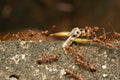 A group of red weaver ants carrying the carcass of a dead insect Royalty Free Stock Photo