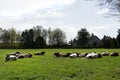 Group of Red and White cows lying in an meadow near a farm