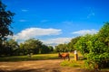 Group of red and white domestic cows eat green grass on the green field in the rural village under blue sky and white cloud Royalty Free Stock Photo