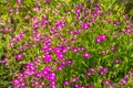 Group of red and white Lobelia erinus or edging lobelia or garden lobelia or trailing lobelia flowers is on a green Royalty Free Stock Photo