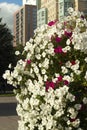 Red and white petunias in an urban environment Royalty Free Stock Photo