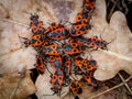 Group of red wood bugs