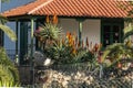 Group of red and yellow blooming aloe flowers - Aloe arborescens in small rural house garden on Tenerife. Sunny day. Long focus Royalty Free Stock Photo