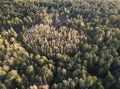 Heart in the forest, Poland, drone photo Royalty Free Stock Photo
