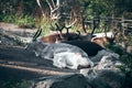 A group of reindeer, Sweden Royalty Free Stock Photo