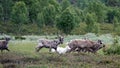 Running Reindeer near Messingen in Sweden