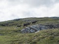 Group of reindeers runnig in arctic tundra grass, hill and rocks. Reindeer in wild in natural environment at Lapland Royalty Free Stock Photo