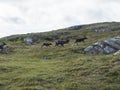 Group of reindeers runnig in arctic tundra grass, hill and rocks. Reindeer in wild in natural environment at Lapland Royalty Free Stock Photo
