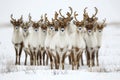 Group of reindeers in snowy field Royalty Free Stock Photo