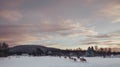Reindeers walking on a field Royalty Free Stock Photo