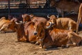 Group of relax cows at the indian farm. Portrait of young cow looking at camera Royalty Free Stock Photo