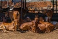 Group of relax cows at the indian farm. Portrait of young cow looking at camera Royalty Free Stock Photo