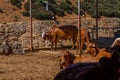 Group of relax cows at the indian farm. Portrait of young cow looking at camera Royalty Free Stock Photo