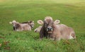 Group of relaxing cows on a pasture in switzerland Royalty Free Stock Photo
