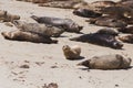 Group of Relaxing Harbor Seals Resting on the Sandy Beach