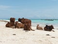 Group of resting african brown cows on sandy Zanzibar beach