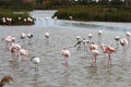 Group of resting flamingos, Camargue, France Royalty Free Stock Photo