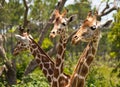 Group of Reticulated Giraffes Royalty Free Stock Photo