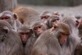 group of rhesus macaques resting together