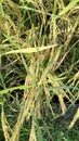 A Group Rice fruit or Paddy (padi ) in the field from east Java Indonesia Royalty Free Stock Photo