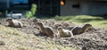 Group of Richardson Ground Squirrels