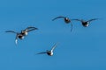 Group of Ring-necked Ducks and Redheads in Flight Royalty Free Stock Photo