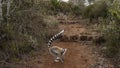 A group of ring-tailed catta lemurs walks along a dirt path in the park. Royalty Free Stock Photo