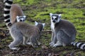 Group Ring tailed lemur