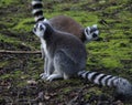 Group Ring tailed lemur