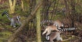 Group Ring tailed lemur