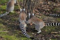 Group Ring tailed lemur