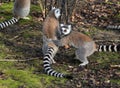 Group Ring tailed lemur