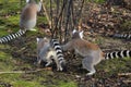 Group Ring tailed lemur