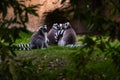 Group of ring-tailed lemur resting seen among trees in Madagasacar. Lemur catta Lemuridae Royalty Free Stock Photo