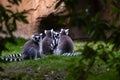 Group of ring-tailed lemur resting seen among trees in Madagasacar. Lemur catta Lemuridae Royalty Free Stock Photo