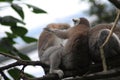 Group Ring tailed lemur